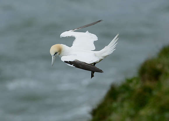 Gannet Morus bassanus