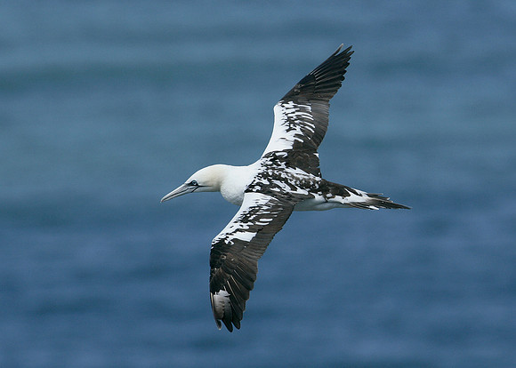Gannet Morus bassanus