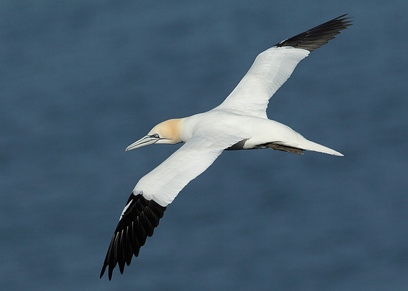 Gannet Morus bassanus