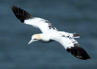 Gannet Morus bassanus