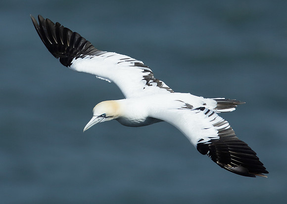 Gannet Morus bassanus