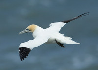 Gannet Morus bassanus