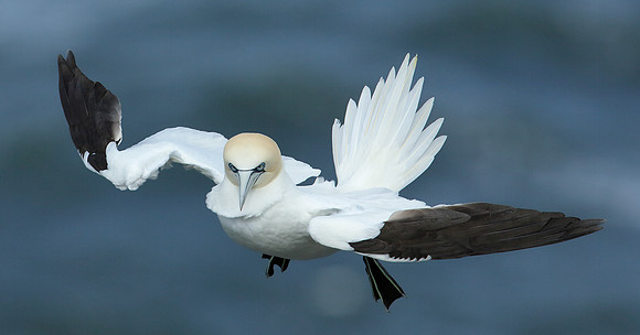 Gannet Morus bassanus