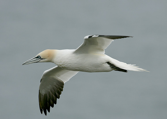 Gannet Morus bassanus