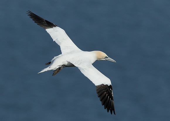 Gannet Morus bassanus