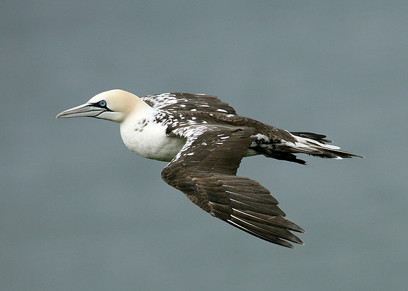Gannet Morus bassanus