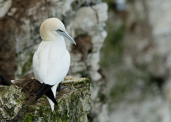 Gannet Morus bassanus
