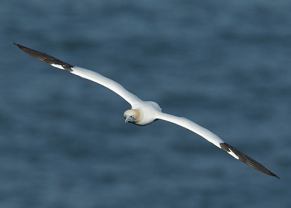 Gannet Morus bassanus