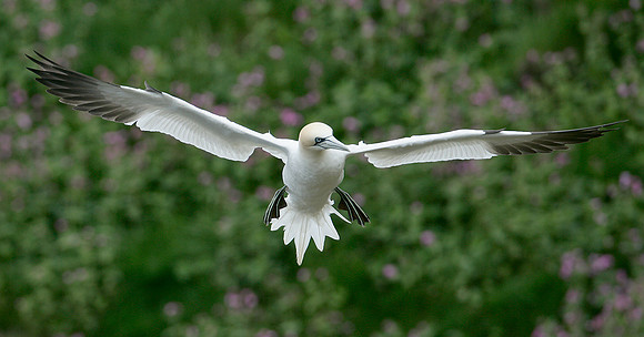 Gannet Morus bassanus