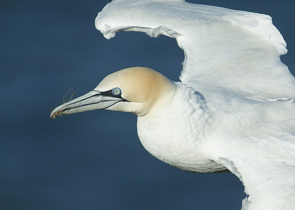 Gannet Morus bassanus