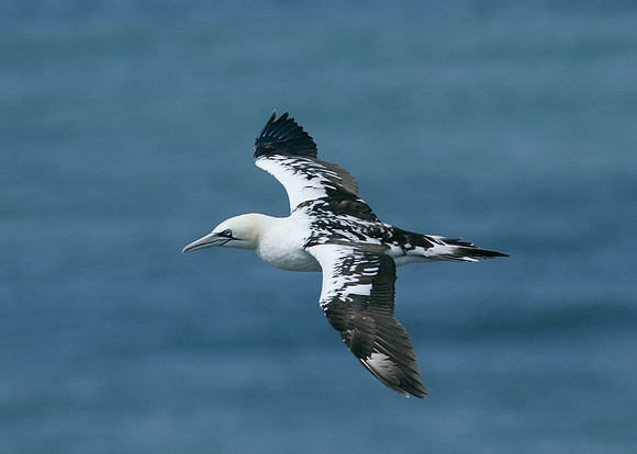 Gannet Morus bassanus