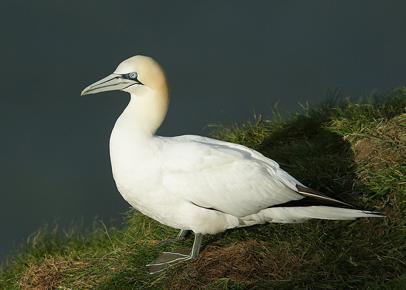 Gannet Morus bassanus