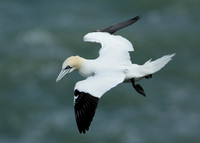Gannet Morus bassanus