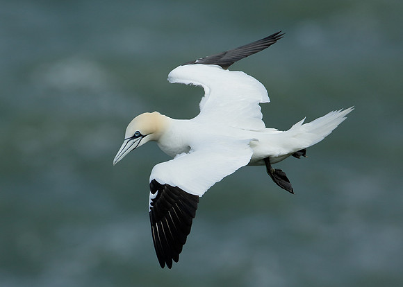 Gannet Morus bassanus