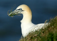 Shearwaters to Cormorants