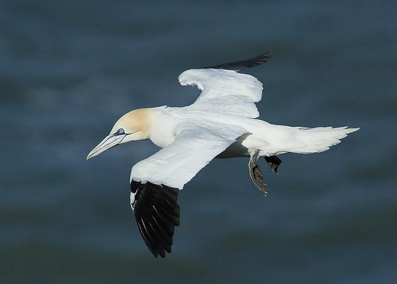 Gannet Morus bassanus