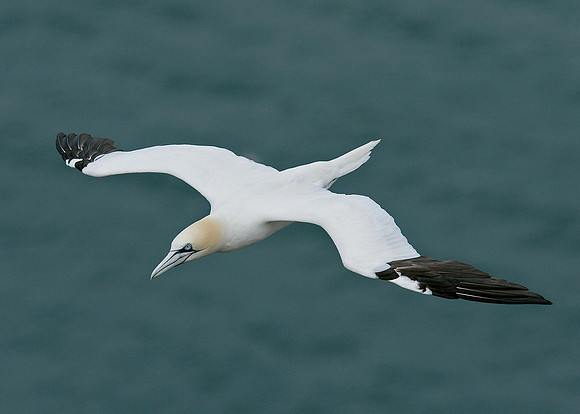 Gannet Morus bassanus