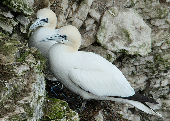 Gannet Morus bassanus