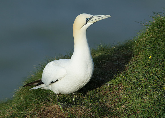 Gannet Morus bassanus