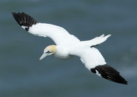 Gannet Morus bassanus