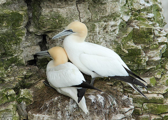 Gannet Morus bassanus