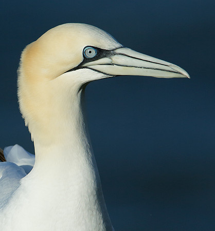 Gannet Morus bassanus