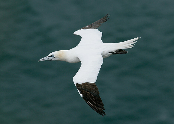 Gannet Morus bassanus