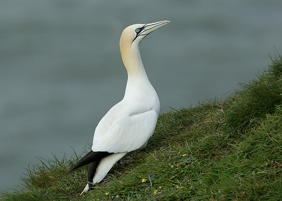 Gannet Morus bassanus