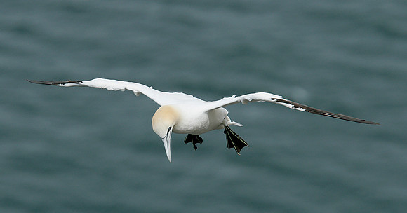 Gannet Morus bassanus