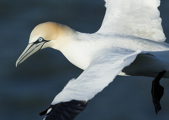 Gannet Morus bassanus