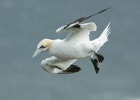 Gannet Morus bassanus