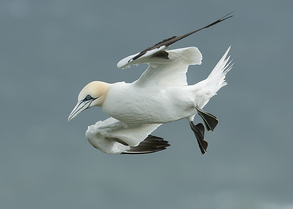 Gannet Morus bassanus
