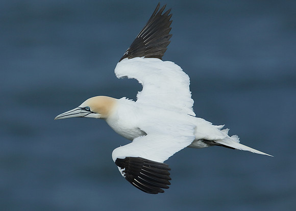 Gannet Morus bassanus