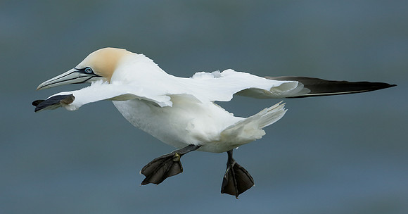 Gannet Morus bassanus