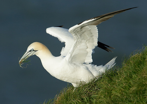 Gannet Morus bassanus