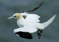 Gannet Morus bassanus