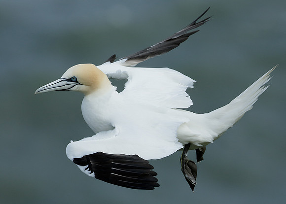 Gannet Morus bassanus
