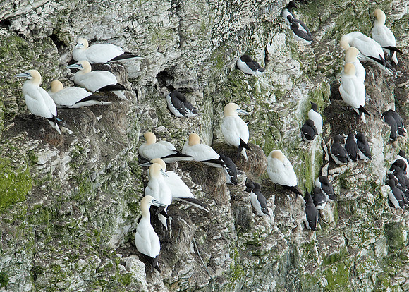 Gannet Morus bassanus
