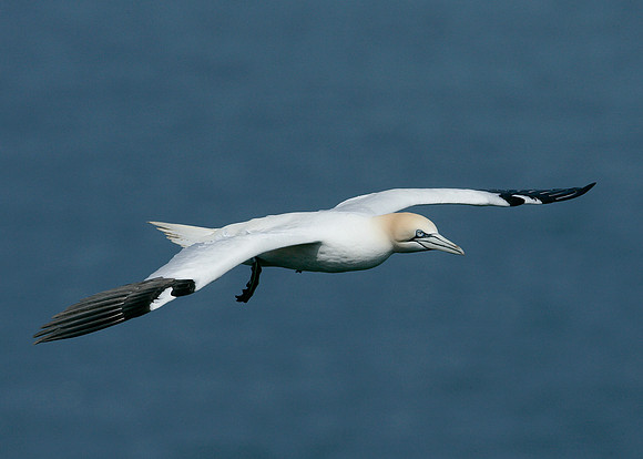 Gannet Morus bassanus