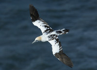 Gannet Morus bassanus