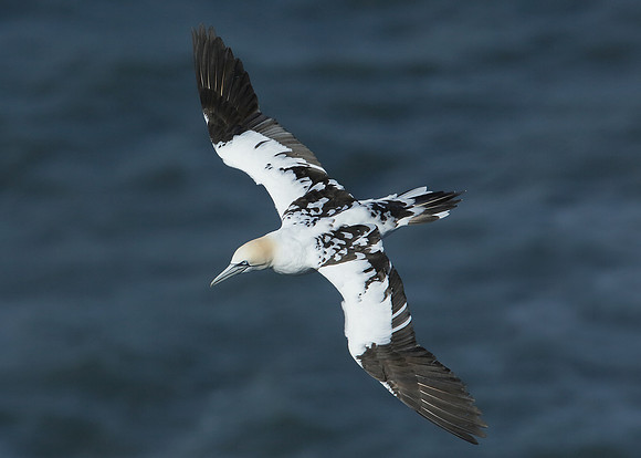 Gannet Morus bassanus