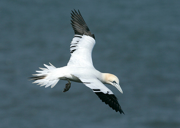 Gannet Morus bassanus