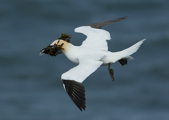 Gannet Morus bassanus