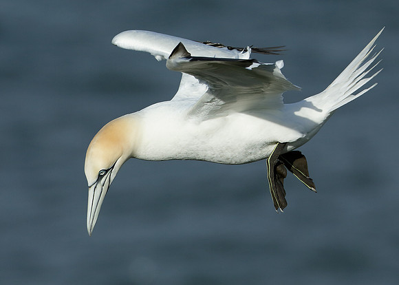 Gannet Morus bassanus