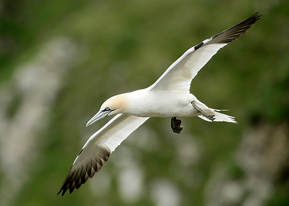 Gannet Morus bassanus