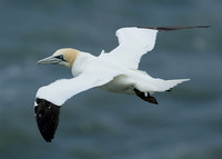 Gannet Morus bassanus