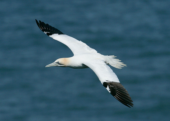 Gannet Morus bassanus