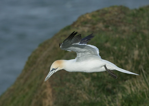 Gannet Morus bassanus