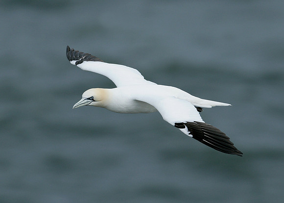 Gannet Morus bassanus