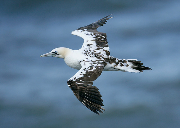 Gannet Morus bassanus